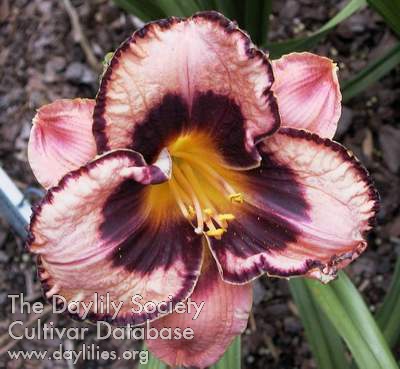 Daylily Awesome Blossom